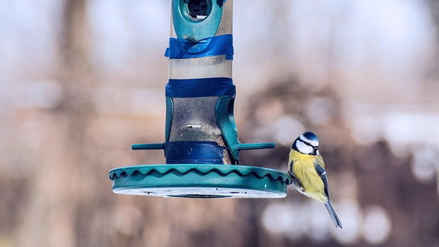 Free Nature Outdoors photo and picture