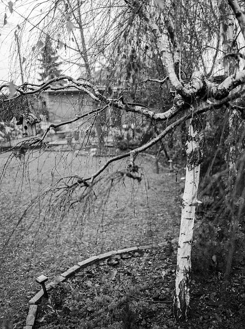 Træ, Natur, Monokrom, Vinter
