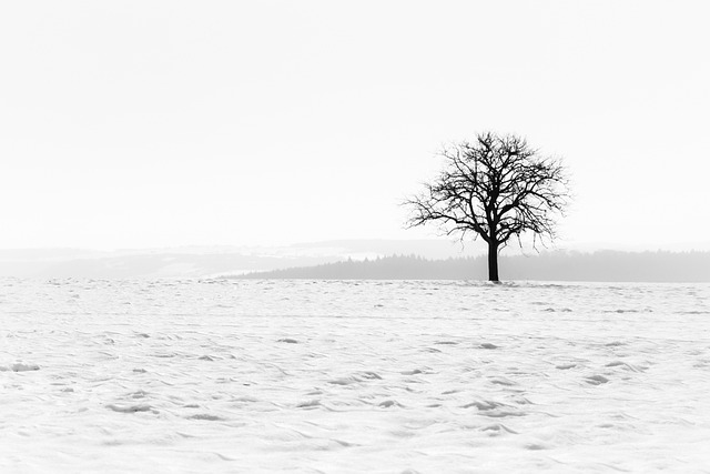 Free Nature Fog photo and picture