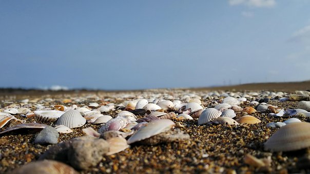 自然, 風景, 空, 海, 浜辺, 海岸, 石, 砂, 貝, 貝殻