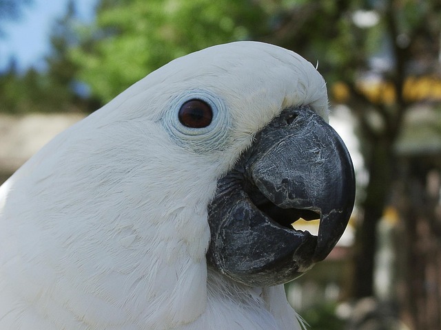 Free Cockatoo Bird photo and picture