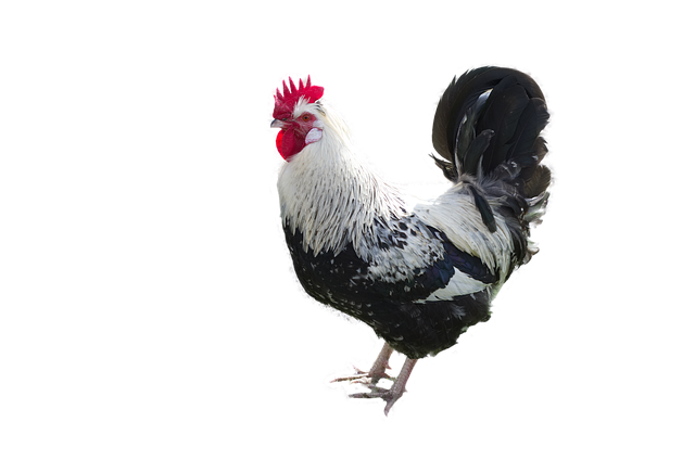 Free Animal Faucet photo and picture