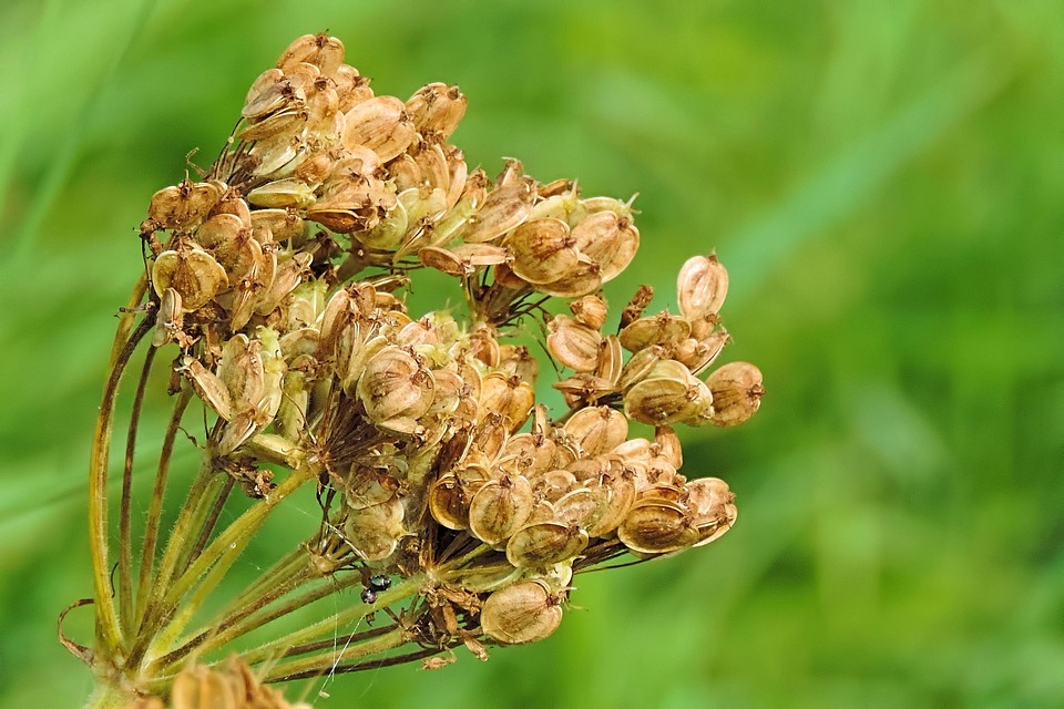 Nature Plant Close Up - Free photo on Pixabay