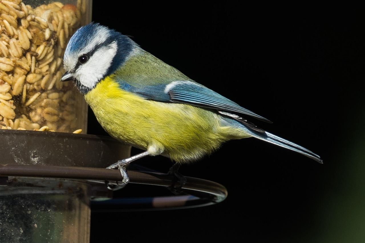 Appeau mésange bleue | Nature & Découvertes