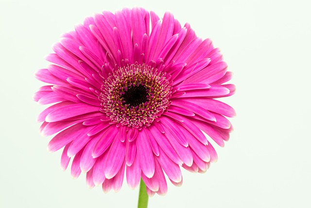 Free Flower Flora photo and picture