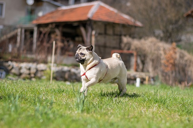 Free Grass Pet photo and picture