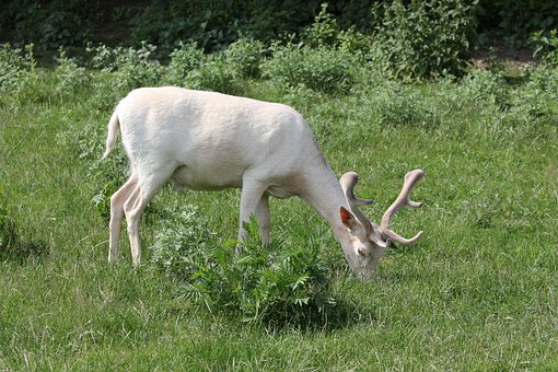 Gamo Blanco, Mutación, Silvestres, Gamo
