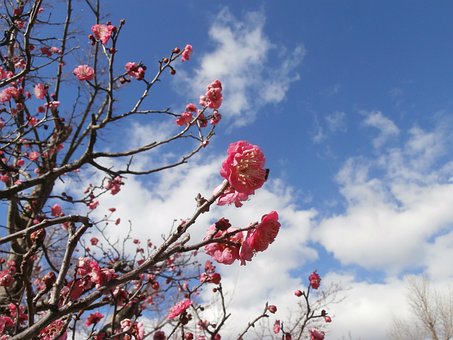 Free Wood Blue Sky photo and picture