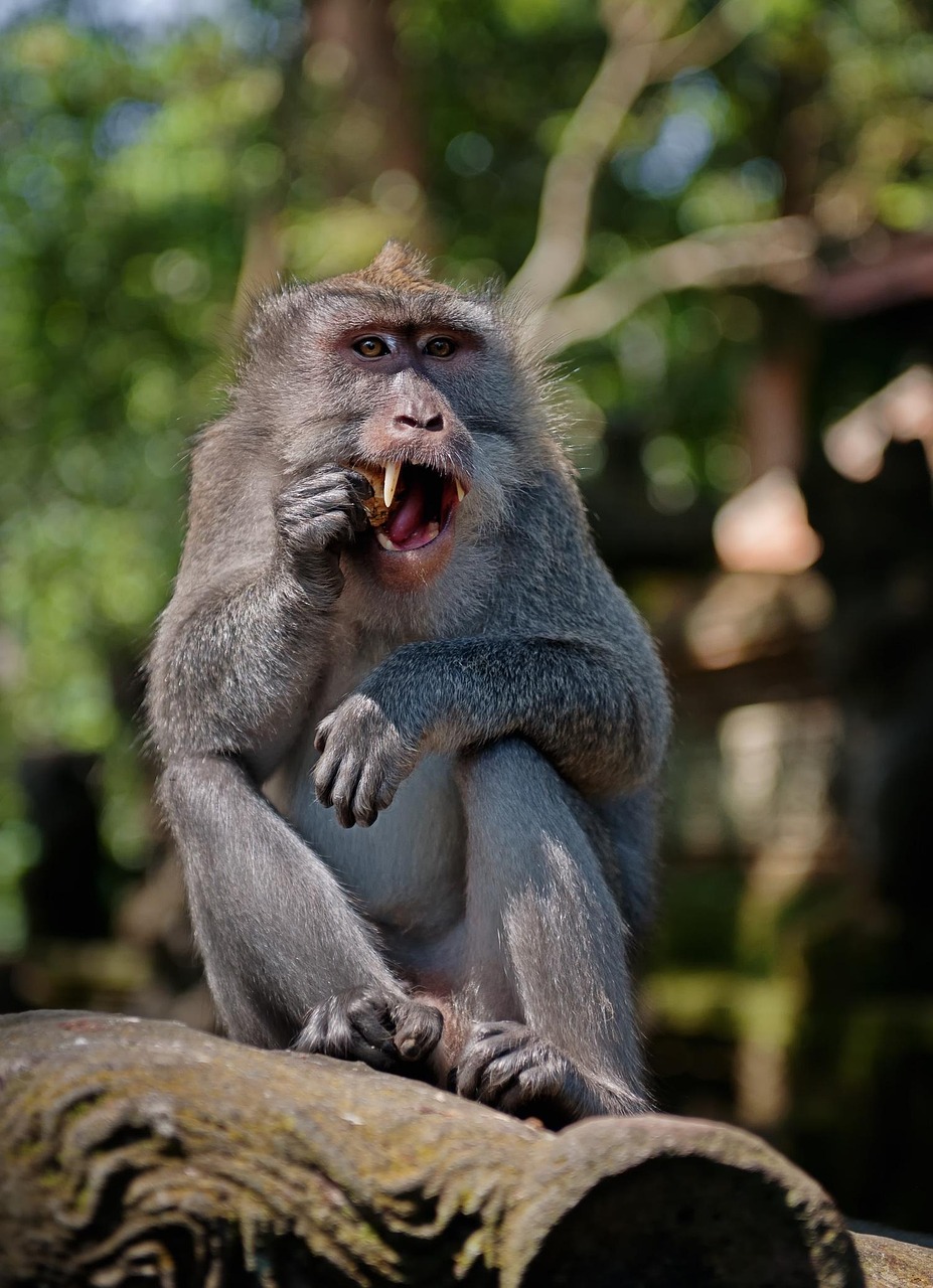 https://cdn.pixabay.com/photo/2018/03/02/12/08/monkey-3193045_1280.jpg