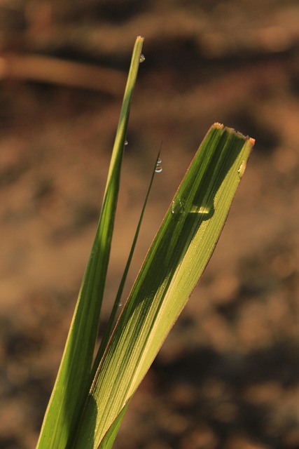Natur, Blad, Flora, Vækst, Udendørs