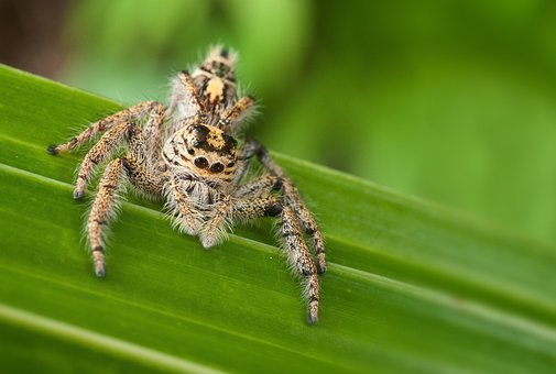 Free Nature Insect photo and picture