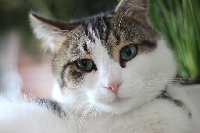 Cute, Dier, Huisdier, Zoogdier, Kat