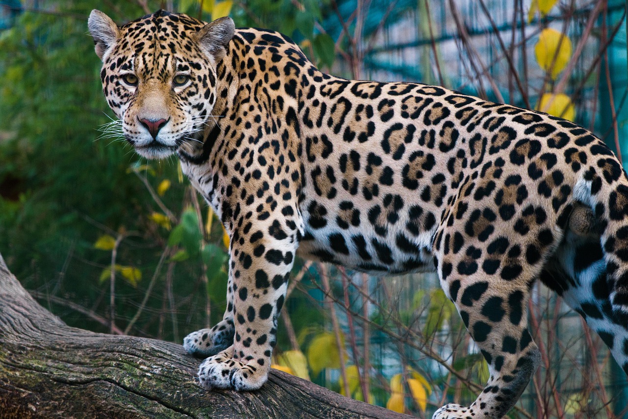 40 000 Free Jaguar Animal Jaguar Photos Pixabay