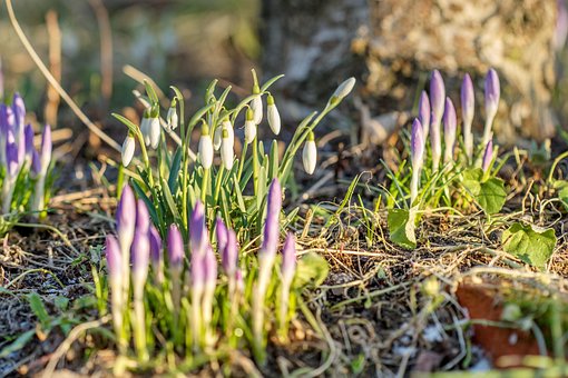 Natură, Flori Frumoase, Plantă, Floare