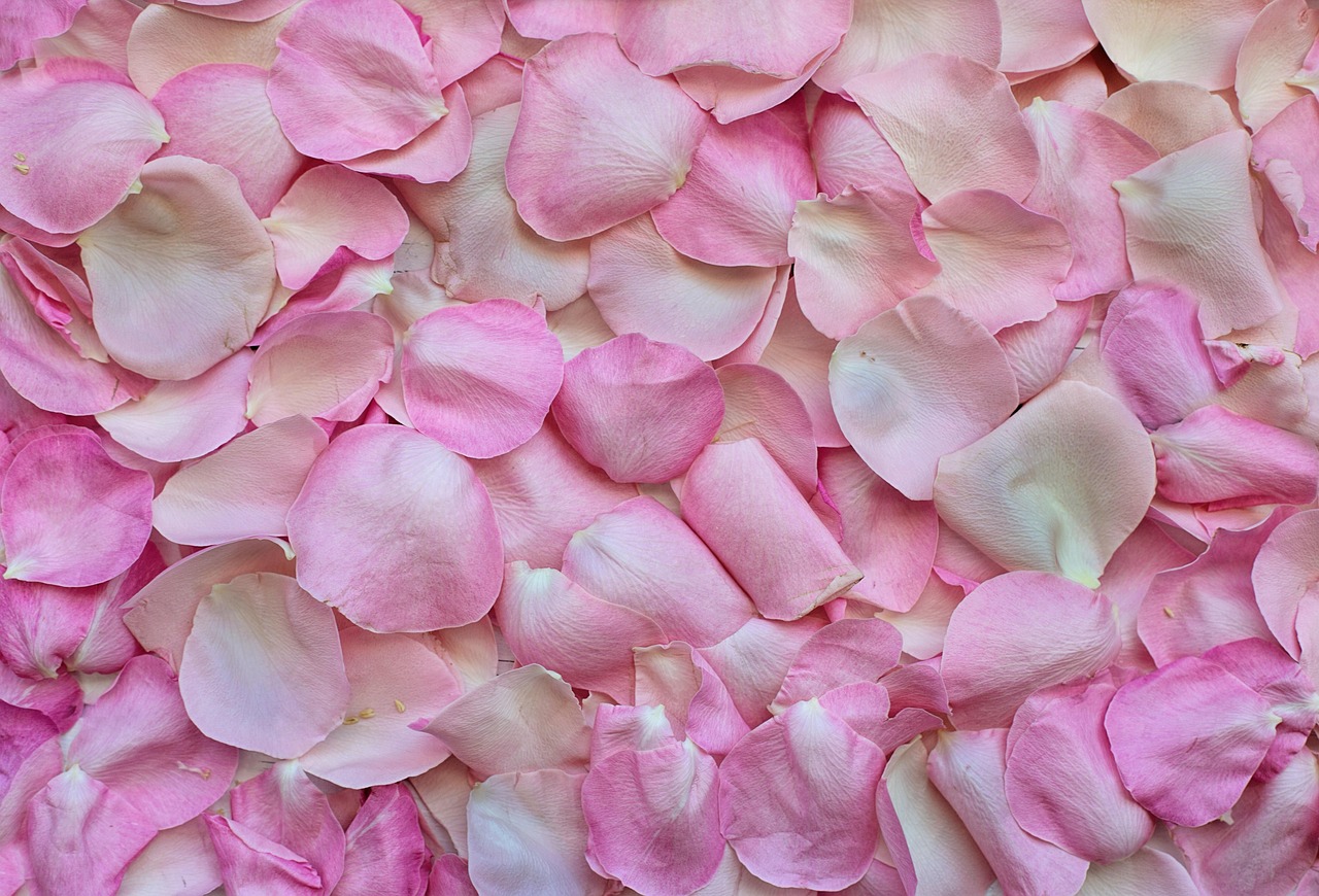 50 000 Free Beautiful Rose Petals Nature Images Pixabay