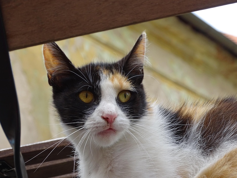 Chat Animal Mammifère De - Photo gratuite sur Pixabay - Pixabay