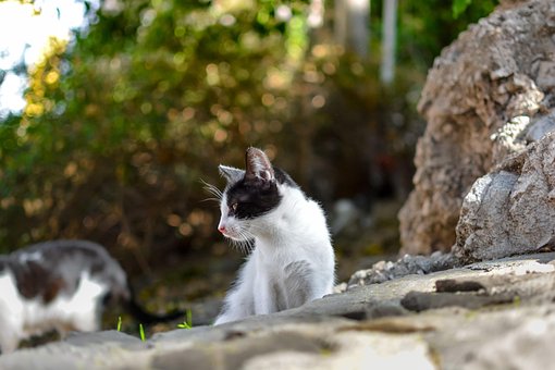Kitten, Kitty, Cat, Croatia, Black White