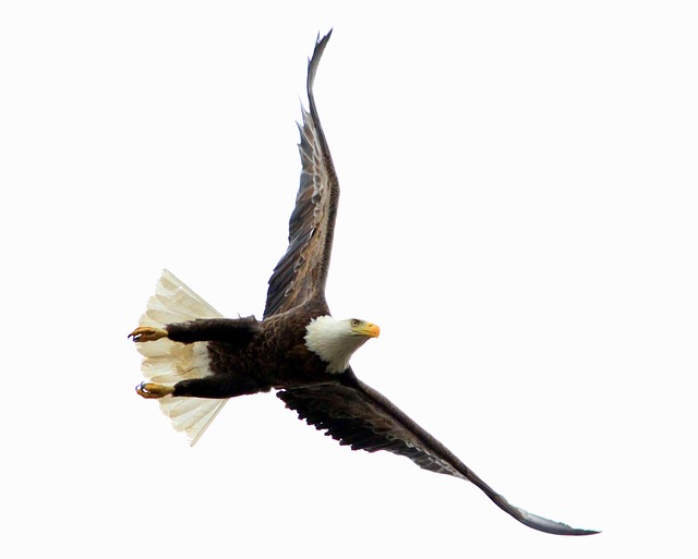 Bird Raptor Wildlife - Free photo on Pixabay - Pixabay