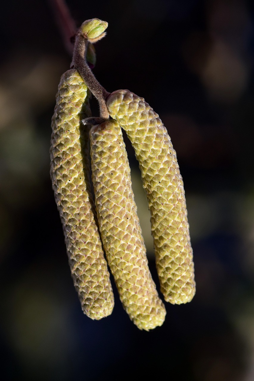 Walnut Sprig Nut Walnut Spring - Free photo on Pixabay