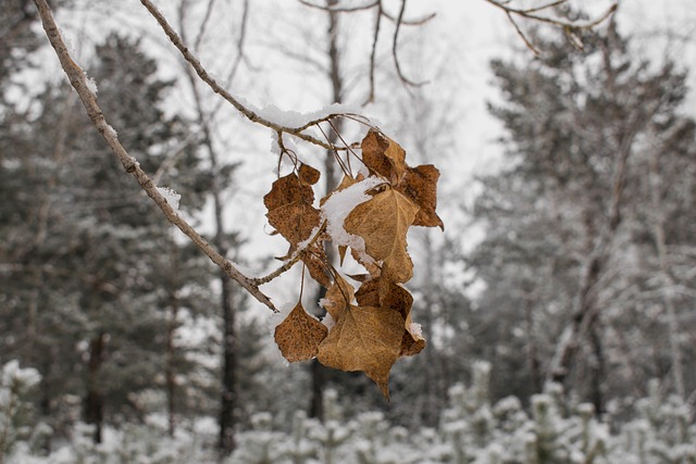 Free Winter Snow photo and picture