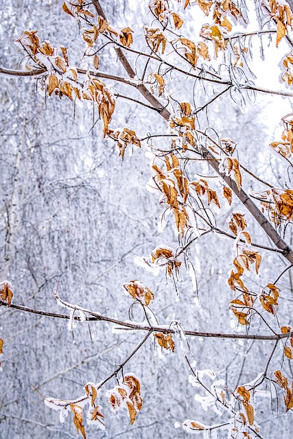 Free Season Tree photo and picture