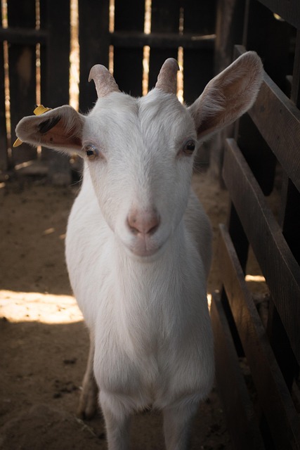Free Farm Mammalia photo and picture