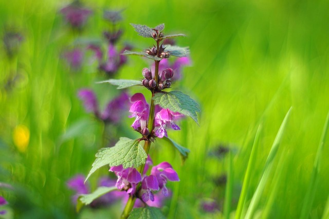 Free Nature Plants photo and picture
