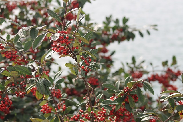 Free Nature Tree photo and picture