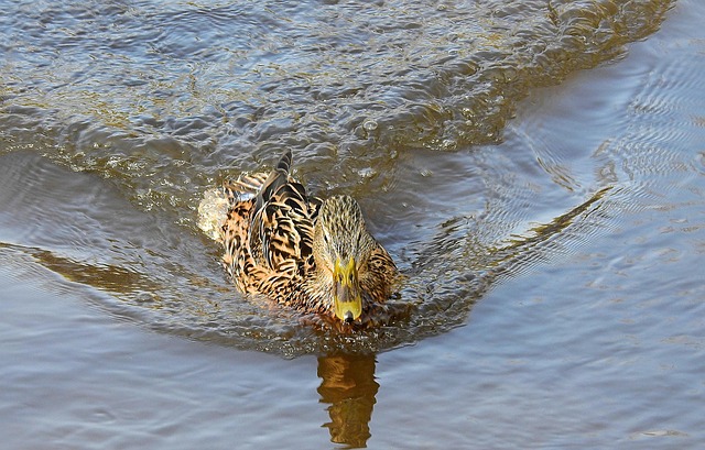 Free Nature River photo and picture