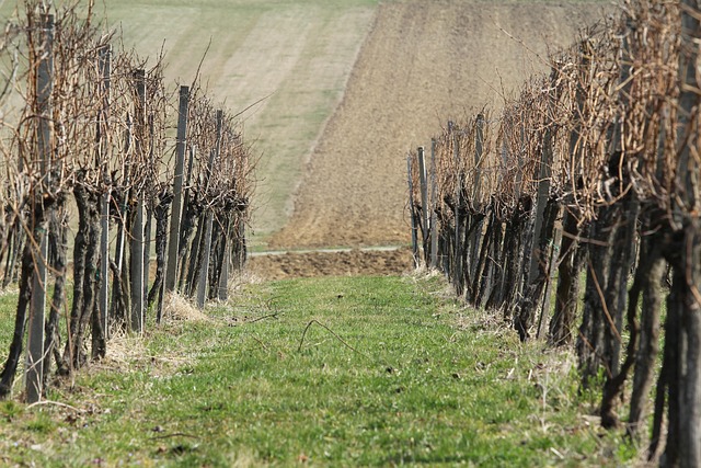 Natur, Baum, Gras, Holz, Landschaft