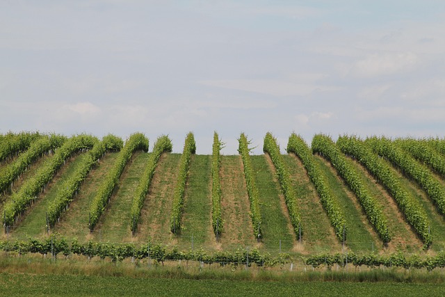 Landwirtschaft, Natur, Feld, Bauernhof