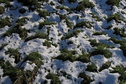 Natură, Zăpadă, Iarba