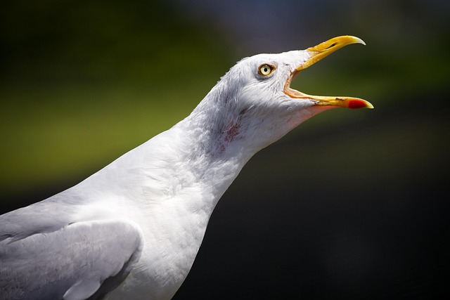Free Bird Wildlife photo and picture