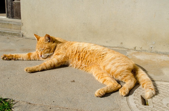 Free Cat Animal photo and picture