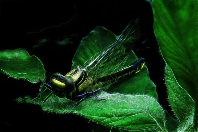 Free fractalius dragon-fly common wedge bridesmaid illustration