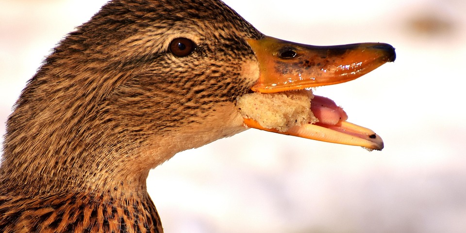 Canard Colvert Loup Vers Le Bas - Photo gratuite sur Pixabay - Pixabay
