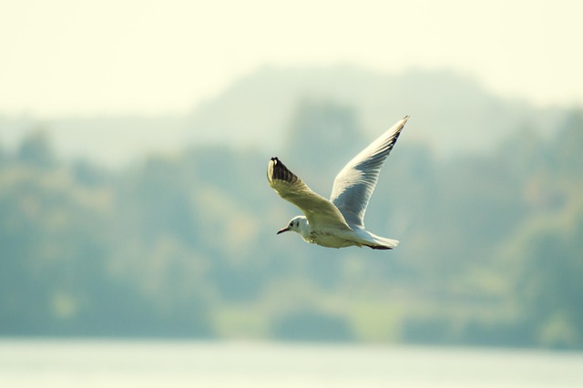 Free Bird Nature photo and picture