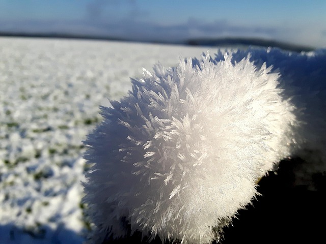 Free Ice Flower Snow photo and picture