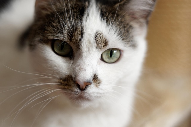 Katze, Haustier, Tier, Kätzchen
