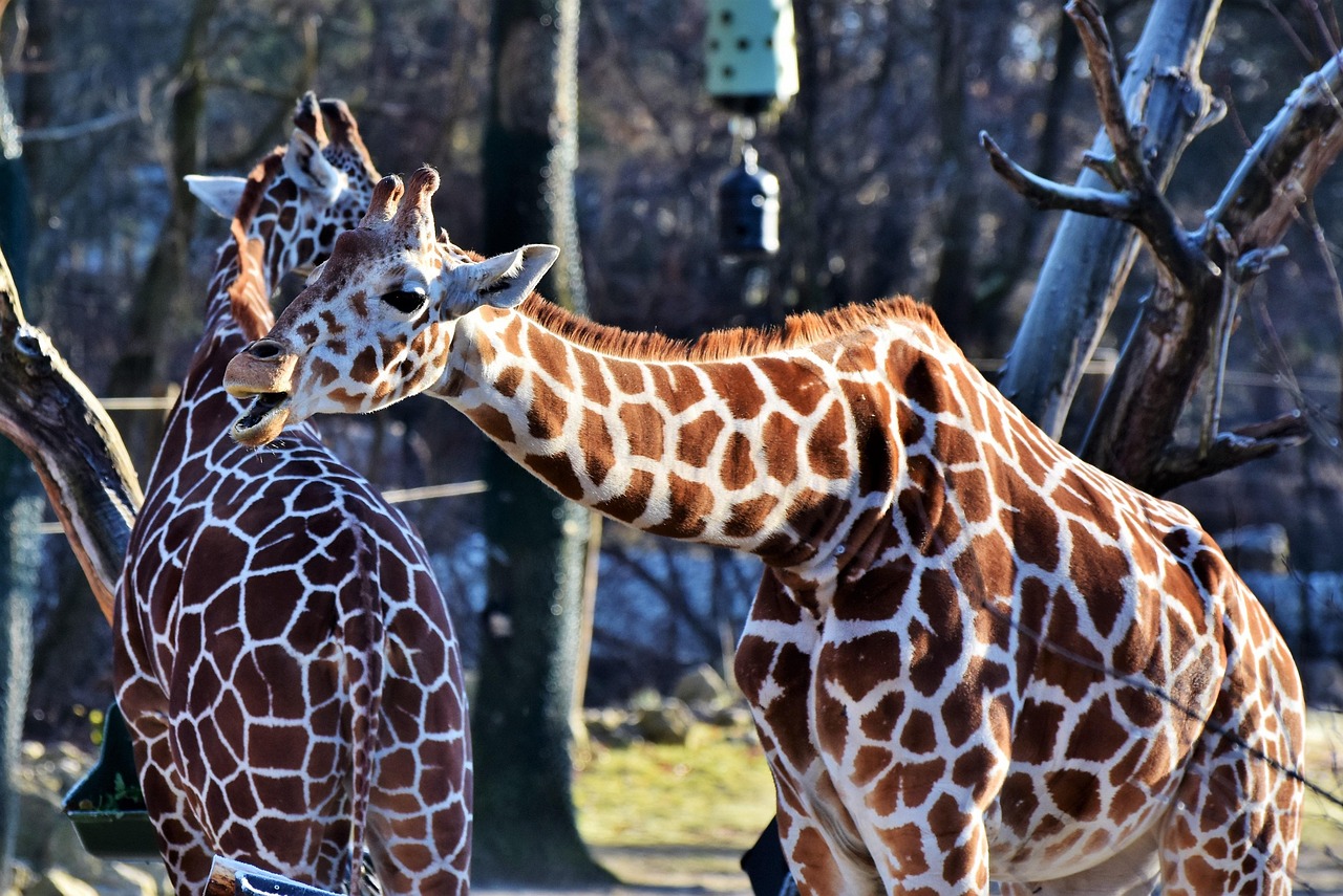 3,000 + 무료 Giraffe & 기린 이미지 - Pixabay