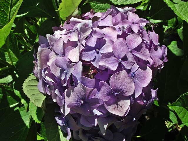 Free Nature Plant photo and picture