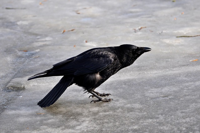 Free Crow Animal photo and picture