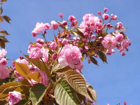 Floare, Natură, Plantă, Gradina, Sezon