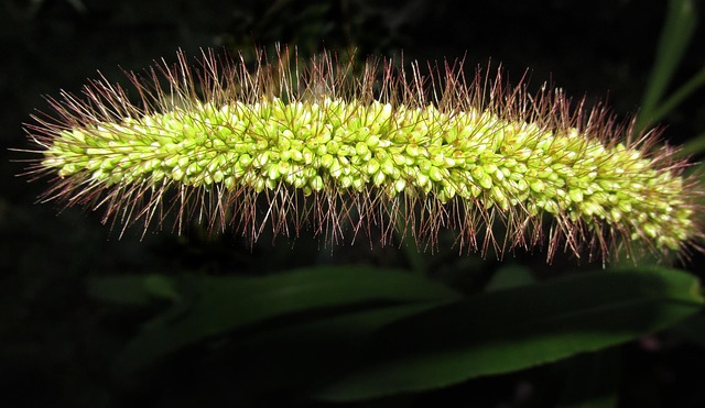 Græs, Fuglefoder, Frø, Plante, Natur