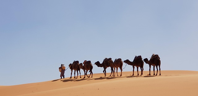 Free Camelus Desert photo and picture