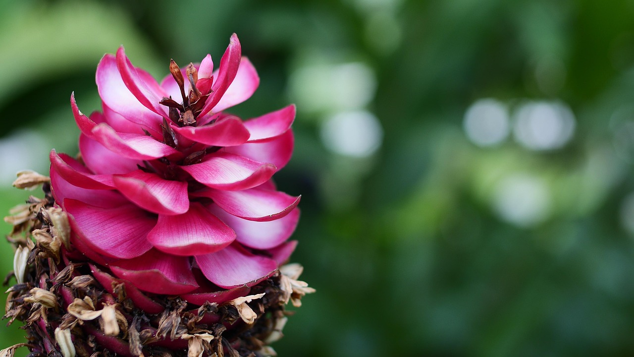 flower-3199703_1280.jpg