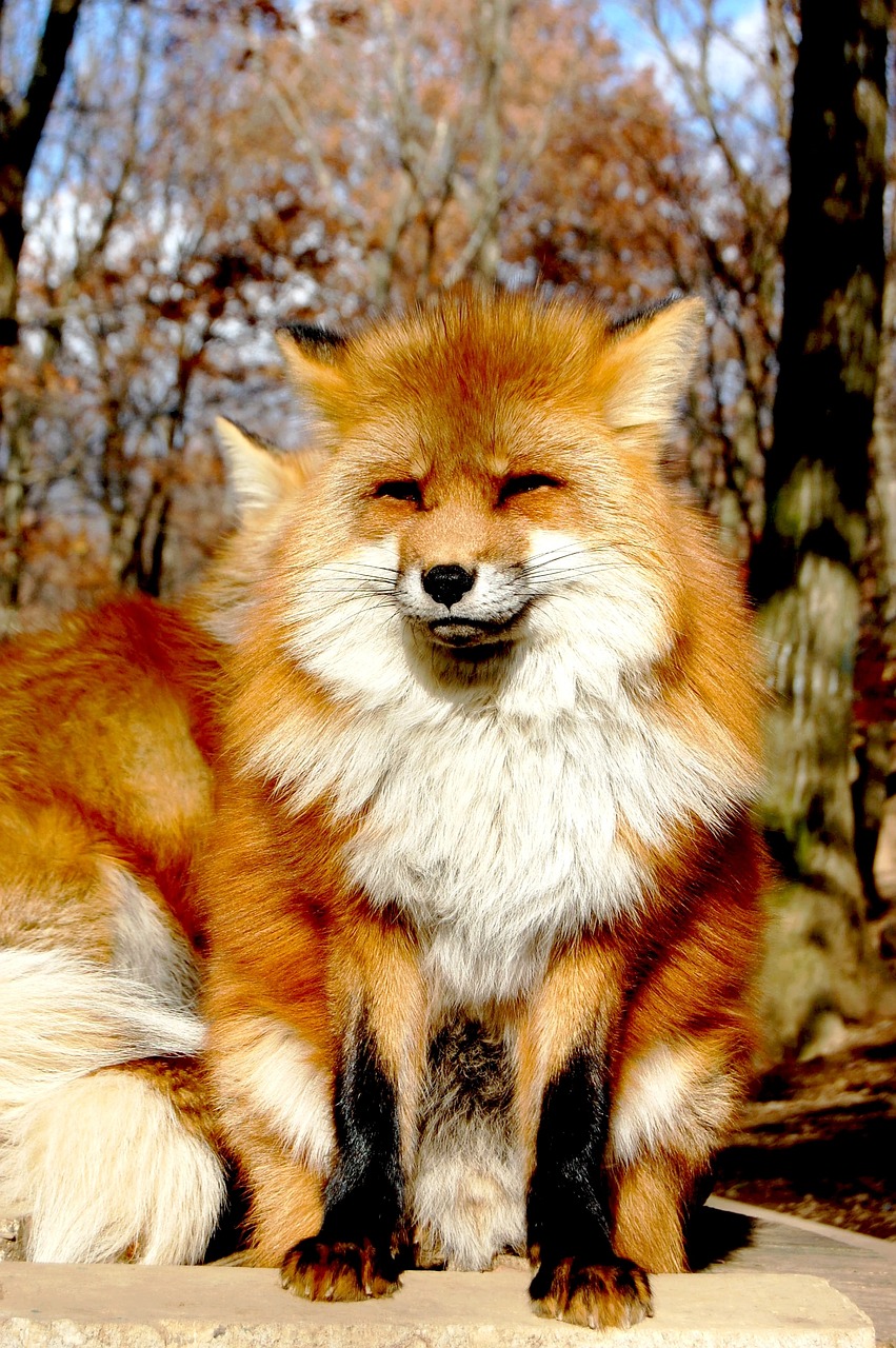 Mammals Animal 犬科 - Free photo on Pixabay - Pixabay