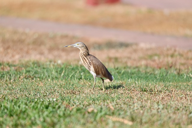 Free Wildlife Nature photo and picture