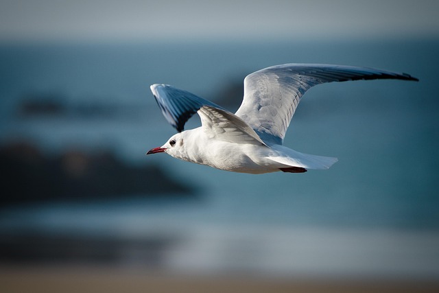 Free Bird Nature photo and picture