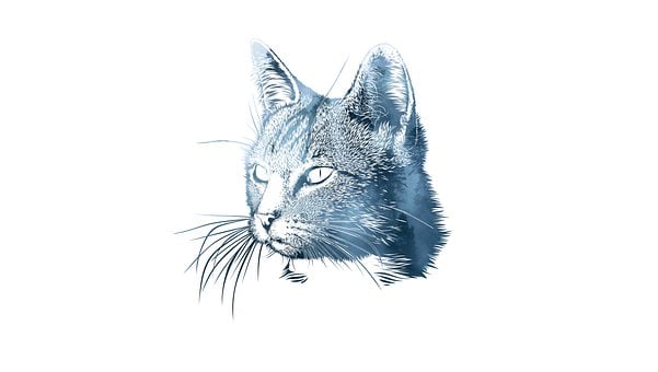Gato, Animalia, Lindo